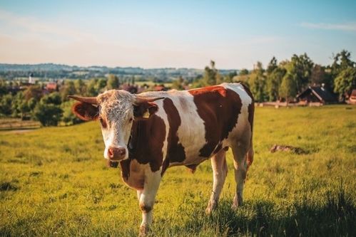 2024今晚开的四不像生肖图|未来科技探索新视野_顶级款.4.939