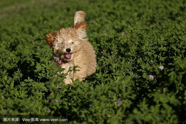 995996跑狗论坛跑狗网|探索未知的美丽旅程_安卓版.6.968