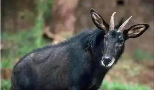 四不像正版资料291期|全面了解最新正品的解答与应用_虚拟款.6.515